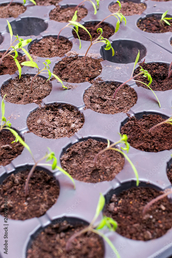 Seedling plants growing in germination plastic tray Seedling plants growing in germination plastic tray