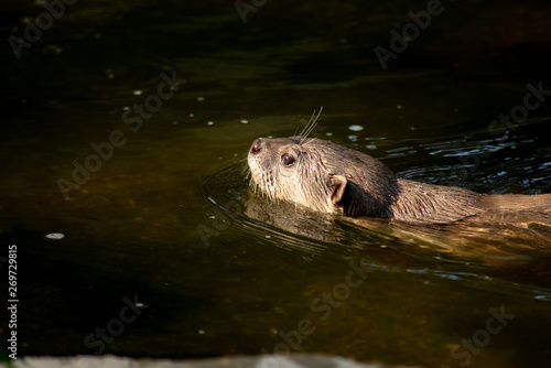 Otter © J.NATAYO