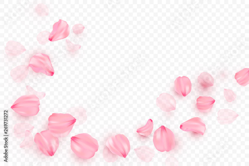 Fototapeta Pink sakura falling petals vector background