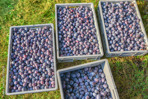 Vier graue Obstkisten mit gepflückten Zwetschgen, auf der Wiese im Garten photo