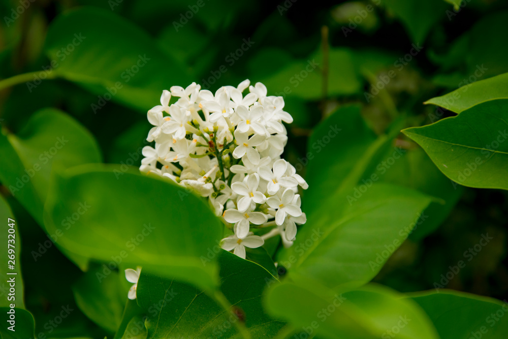 branch of large flowers white lilac among green leaves branch of large flowers white lilac among green leaves