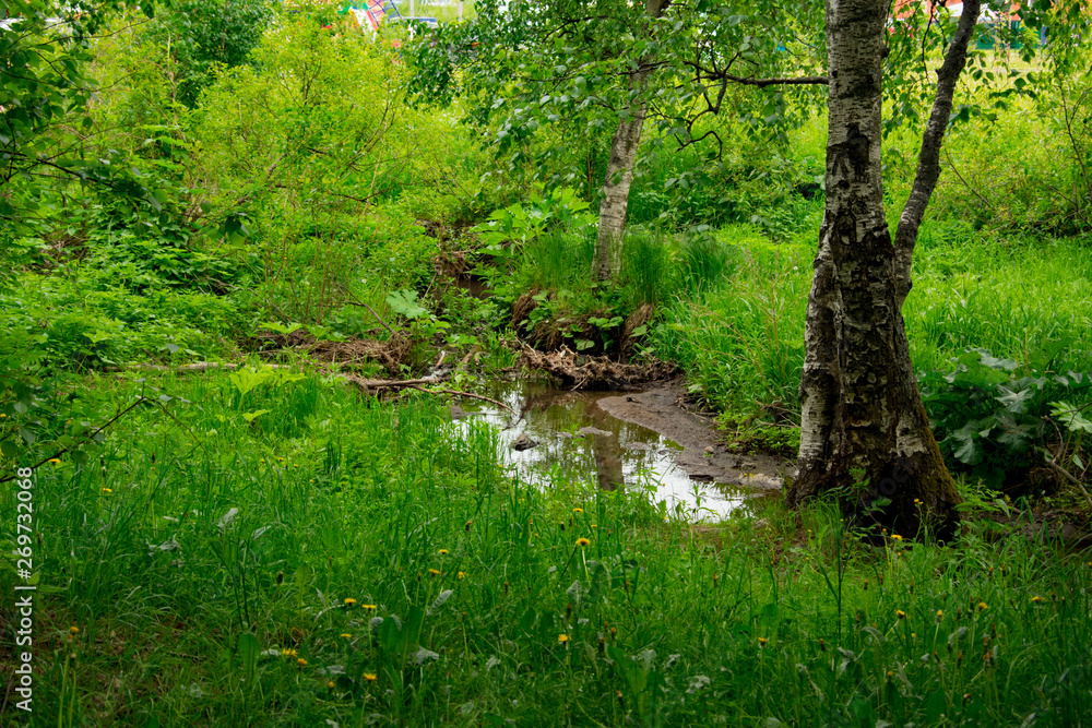 Obraz premium summer landscape, Park, picnic area, paths, river