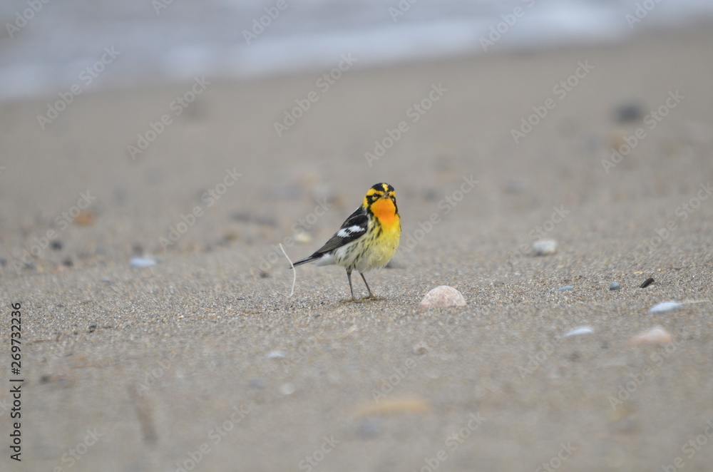 Blackburnian Warbler in the wild Blackburnian Warbler in the wild