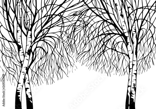 Hand drawn trees birch silhouette, black and white graphic, floral background, vector illustration.
