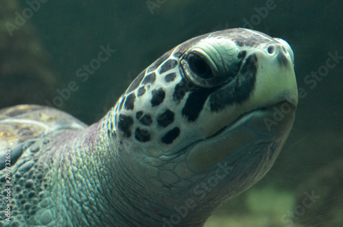 Sea turtle swimming in an open fish aquarium visitation. An old turtle swimming detail.