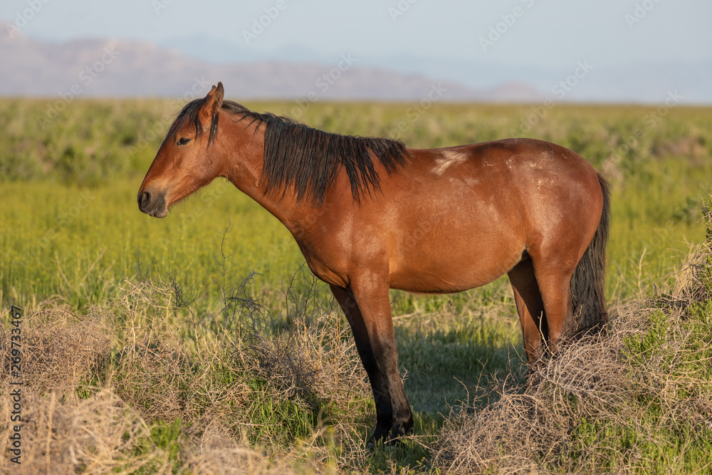 Fototapeta premium Beautiful Wild Horse in Spring in Utah