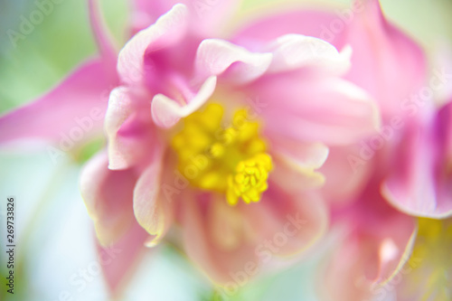 Nice beautiful rose flower in the garden. Blurred background. Soft colors. tenderness