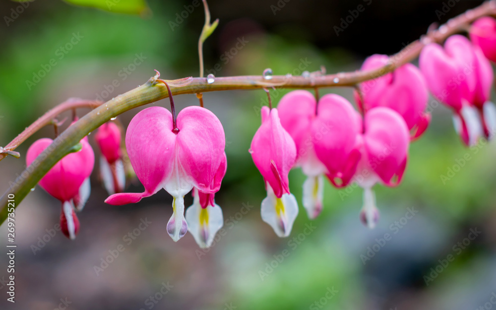 Pink bleeding heart flowers Pink bleeding heart flowers