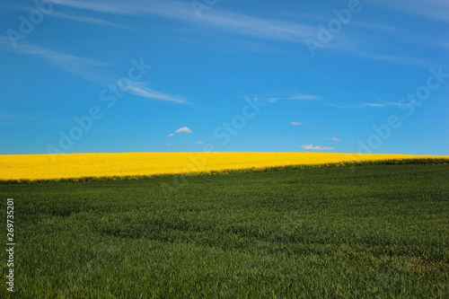 Blooming yellow rape fields against blue sky background