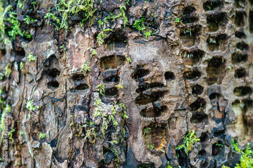 Woodpecker damage on tree bark