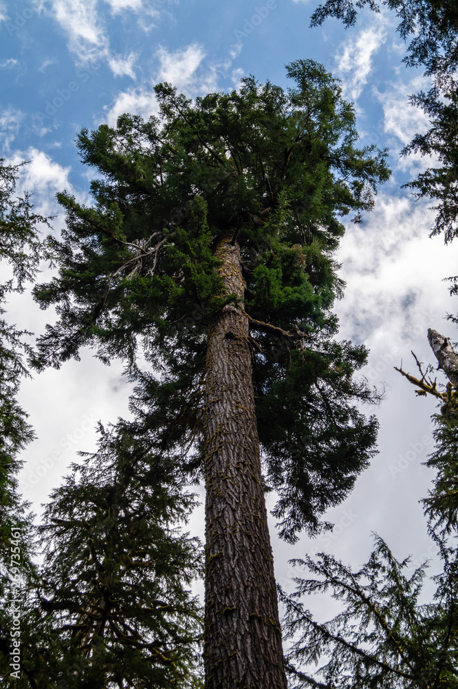 Fototapeta premium A massive Douglas Fir tree growing in Washington state
