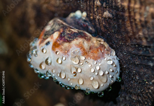 Polyporales shelf mushroom growing in the Hoh rainforest