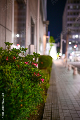 夜の繁華街に咲く花