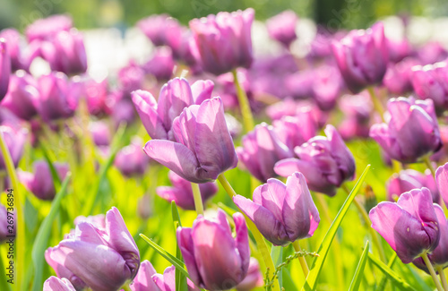 Violet tulip flowers on flowerbed in city park