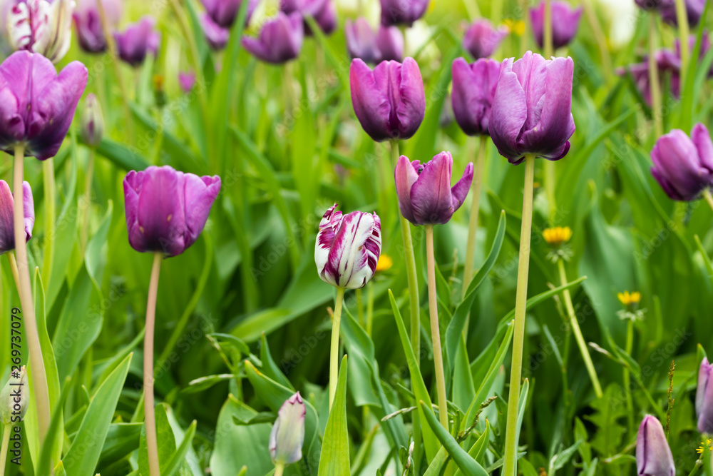 Violet tulip flowers on flowerbed in city park