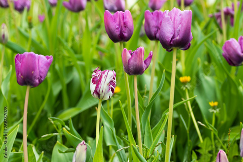 Violet tulip flowers on flowerbed in city park