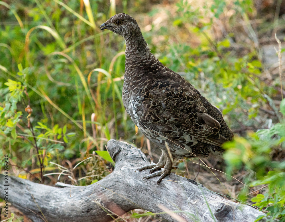 Dusky Grouse (Dendragapus obscurus) in Yellowstone National Park, August 23, 2018 Dusky Grouse (Dendragapus obscurus) in Yellowstone National Park, August 23, 2018