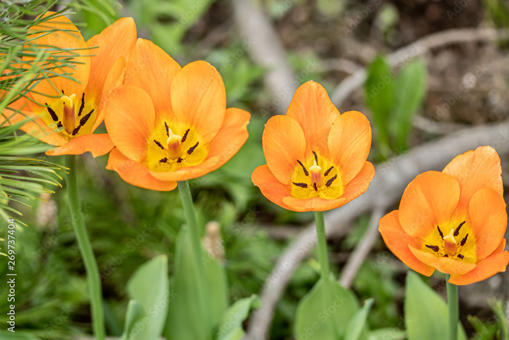 Orange tulip flowers on flowerbed in city park Orange tulip flowers on flowerbed in city park