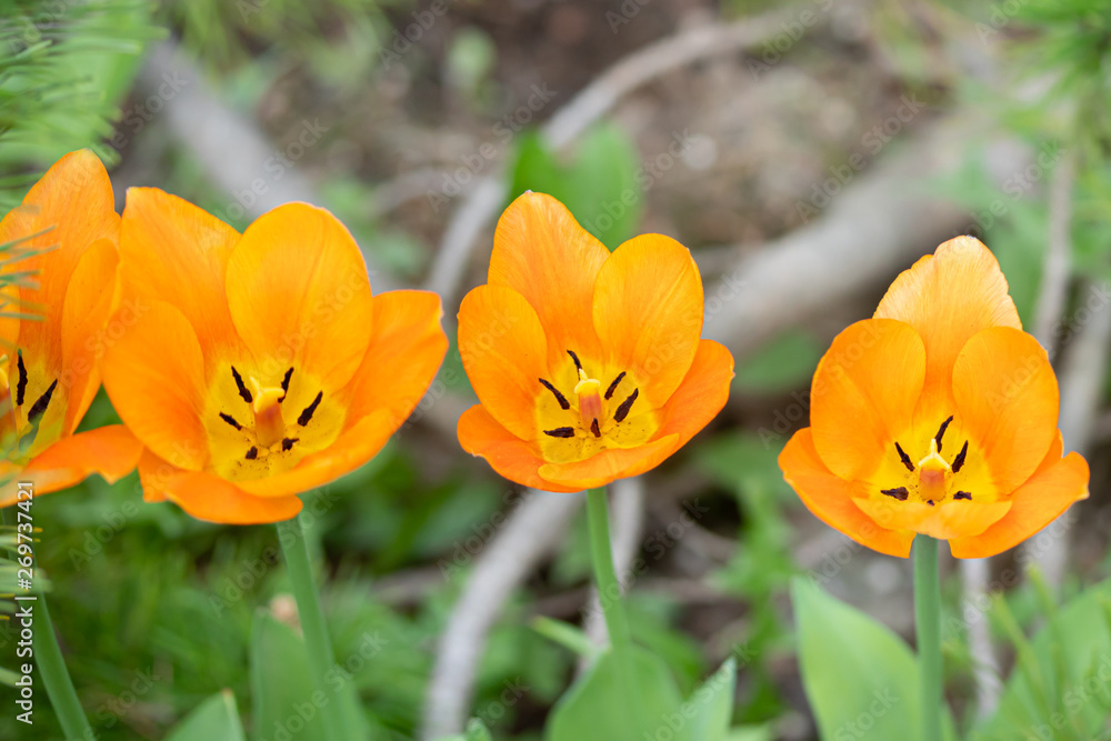 Orange tulip flowers on flowerbed in city park Orange tulip flowers on flowerbed in city park