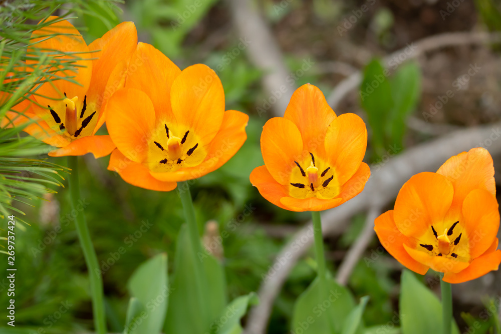 Orange tulip flowers on flowerbed in city park Orange tulip flowers on flowerbed in city park