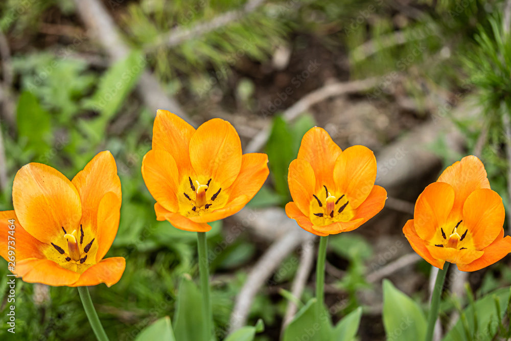 Orange tulip flowers on flowerbed in city park Orange tulip flowers on flowerbed in city park