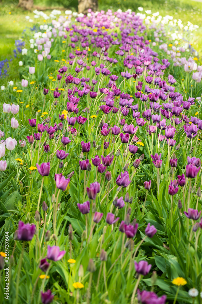 Violet tulip flowers on flowerbed in city park