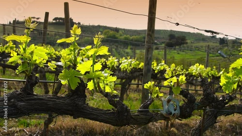 Young green vineyard in the Chianti region at sunset near Mercatale Val di Pesa (Florence). Tuscany, Italy. pan camera movement photo