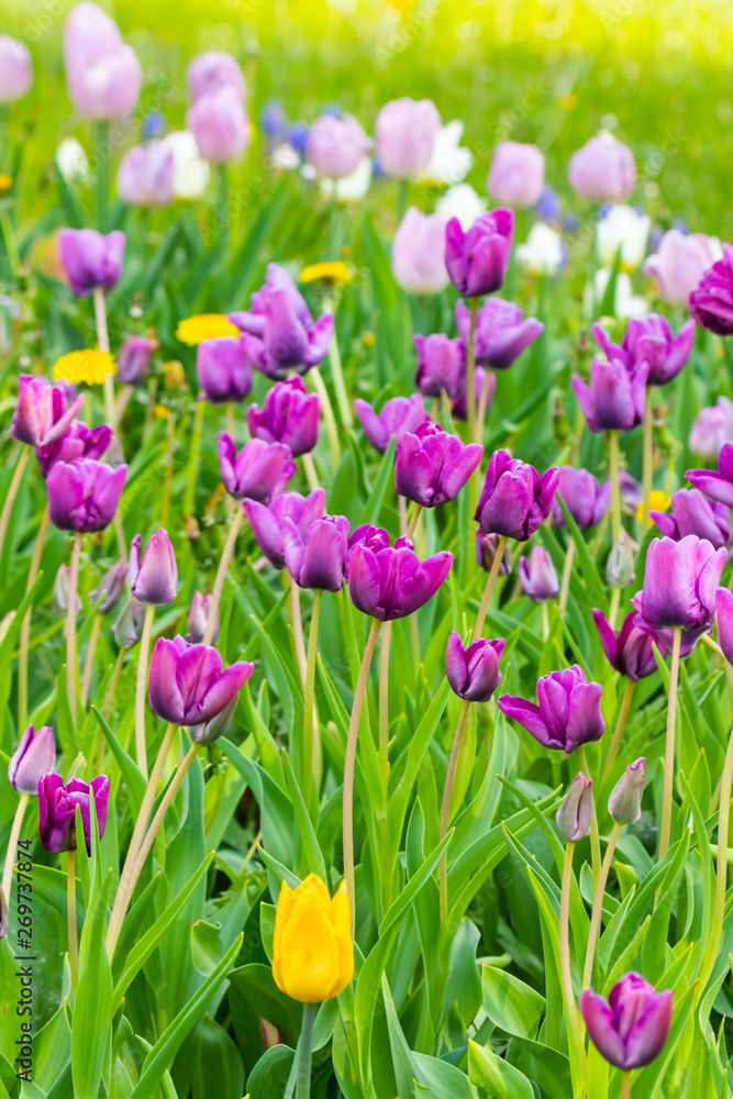 Violet tulip flowers on flowerbed in city park Violet tulip flowers on flowerbed in city park