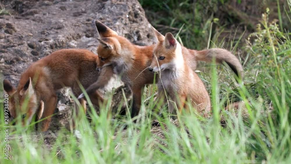Cute red foxes cub playing near the burrow. Vulpes Cute red foxes cub playing near the burrow. Vulpes