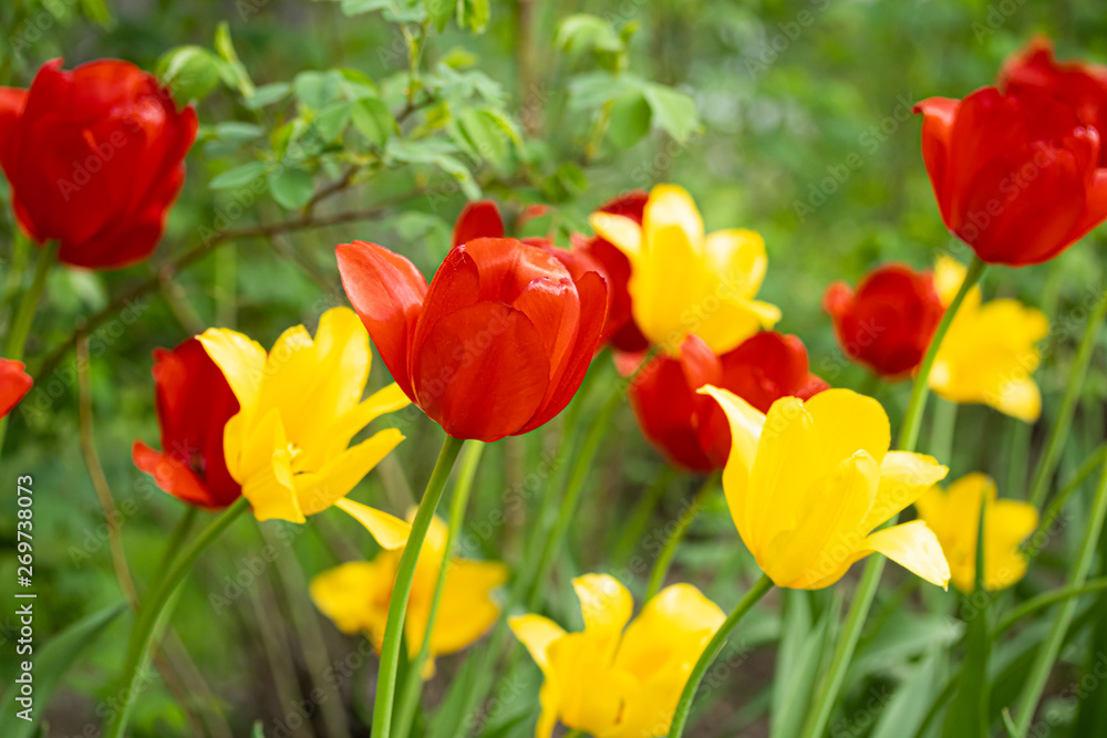 Red and yellow tulip flowers on flowerbed in city park Red and yellow tulip flowers on flowerbed in city park