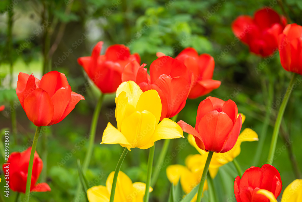 Red and yellow tulip flowers on flowerbed in city park