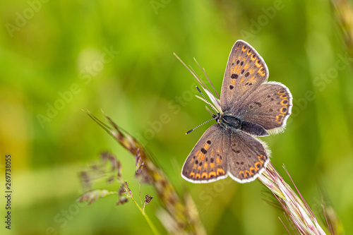Wallpaper Mural Nature Torontodigital.ca