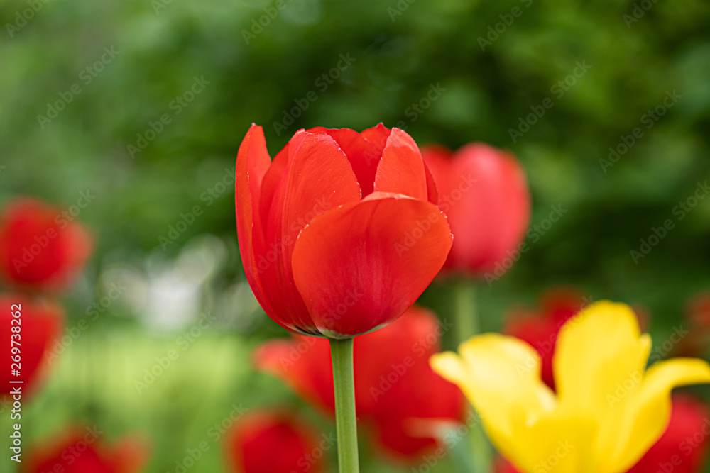 Fototapeta premium Red and yellow tulip flowers on flowerbed in city park