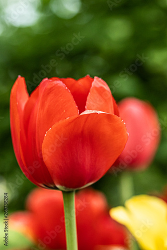 Red tulip flower on flowerbed in city park