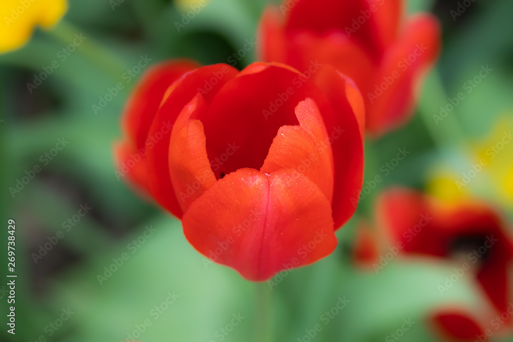 Red tulip flower on flowerbed in city park