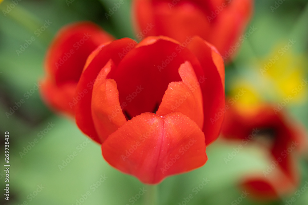 Red tulip flower on flowerbed in city park Red tulip flower on flowerbed in city park