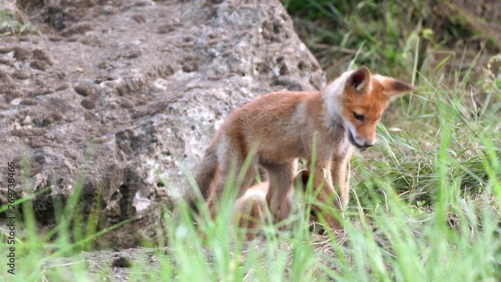 Two young red foxes playing near the burrow. Vulpes Two young red foxes playing near the burrow. Vulpes