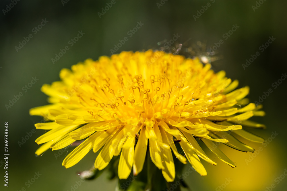 Macro view of yellow dandelion flower at spring Macro view of yellow dandelion flower at spring