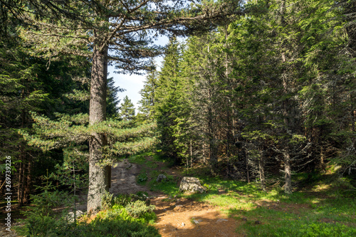 Summer Landscape from trail for Malyovitsa peak  Rila Mountain  Bulgaria