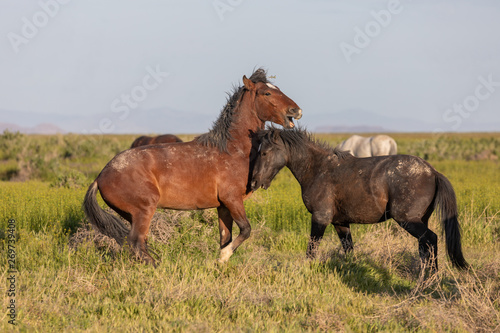 Wild Horse Stallions Fighting in the Utah Desert in Spring