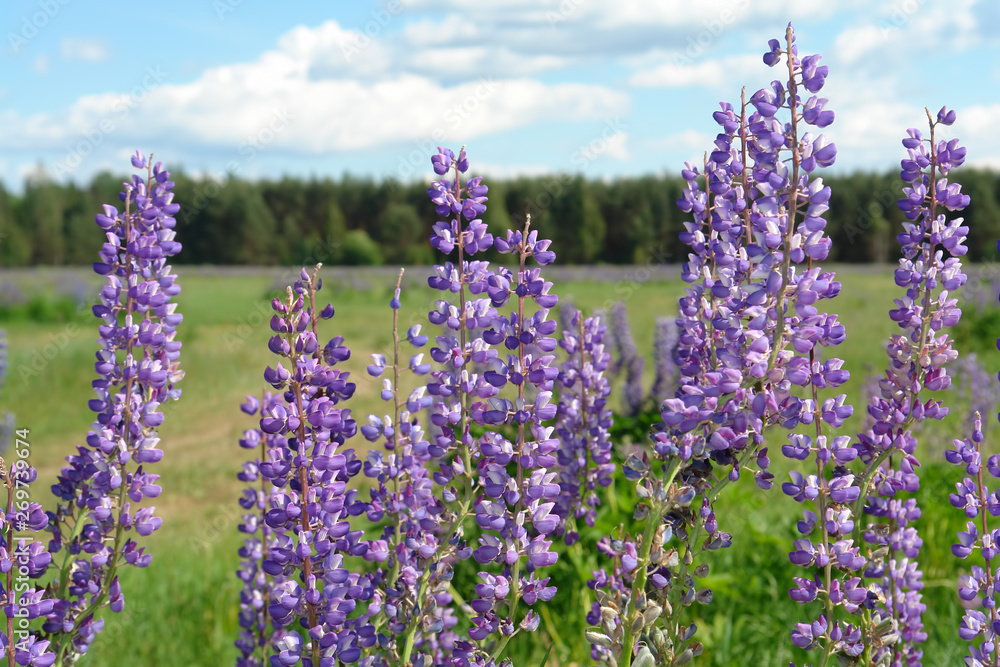 Obraz premium Wild lupine blooms in a field against the backdrop of the forest. Background of purple flowers and blue sky