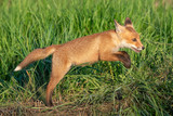 Young red Fox jumping in the grass