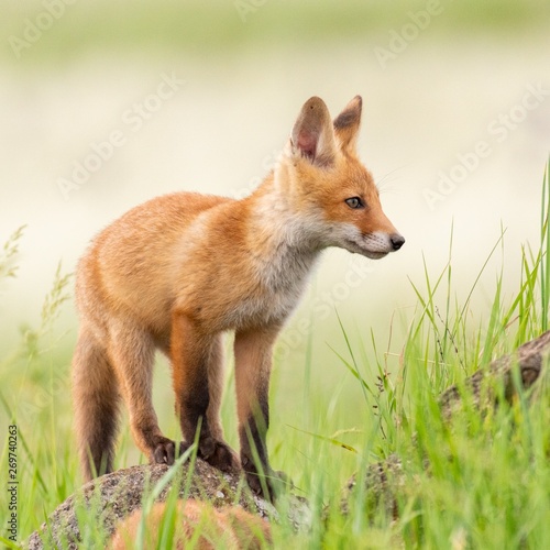 Young red Fox stands on a rock on a beautiful light © Tatiana