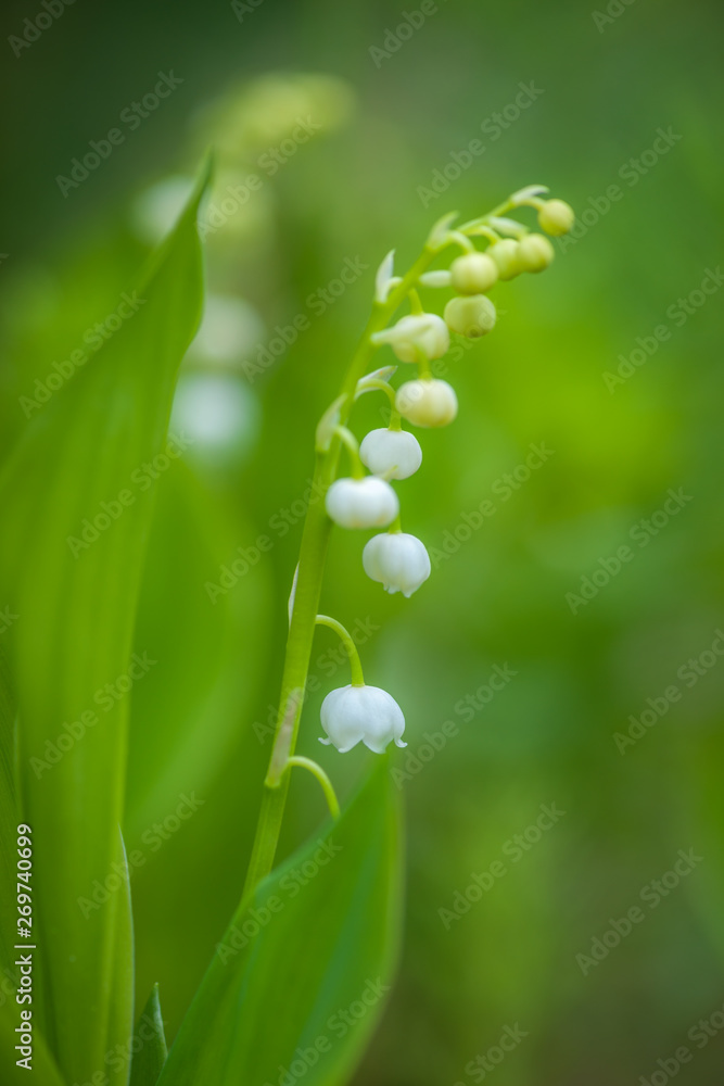 Fototapeta premium Lily of the Valley