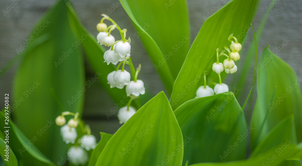 Fototapeta Lily of the Valley Blooming