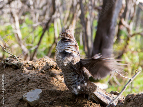 Side view of a grey morph ruffed grouse standing on a mound of earth drumming during a spring morning, Léon-Provancher conservation area, Neuville, Quebec, Canada