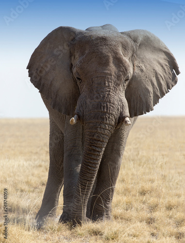Huge african elephant in namibia savannah