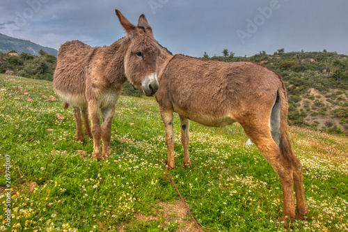 Two little donkeys grazing in the field © juanorihuela