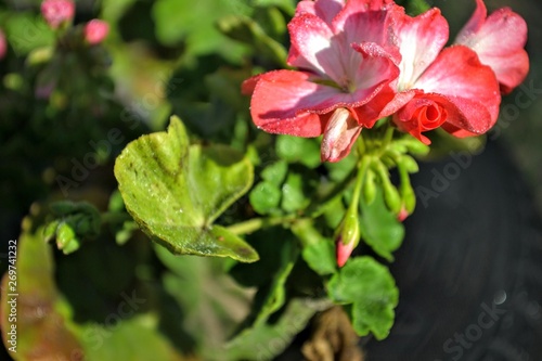 pelargonium   flower  pink  nature  plant  garden  flowers  blossom  red  green  bloom  leaf  spring  floral  macro  summer  beauty  flora  beautiful  blooming  petal  closeup   gardening