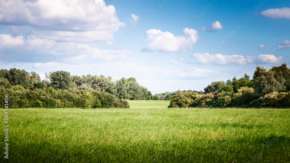 Obraz premium Summer landscape